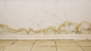 Is Mold Caused by a Water Leak Dangerous? Here's What Our Cardiff CA Plumbers Have to Say