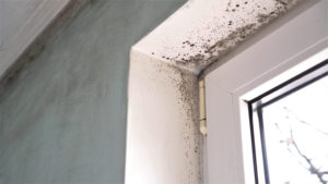 Does Mold Always Have to Be Professionally Eradicated from a Del Mar CA Home?