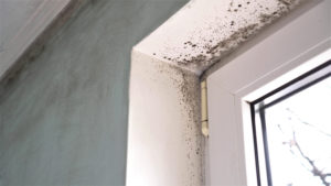 Does Mold Always Have to Be Professionally Eradicated from a Del Mar CA Home? Does Mold Always Have to Be Professionally Eradicated from a Del Mar CA Home?