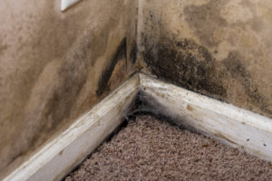 Save $250 on Mold Restoration in Carlsbad CA Save $250 on Mold Restoration in Carlsbad CA