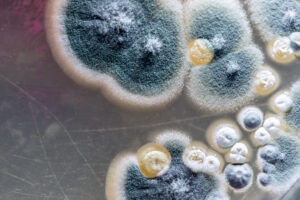 4 Secrets to Prevent Pesky Mold Growth in Vista CA 4 Secrets to Prevent Pesky Mold Growth in Vista CA
