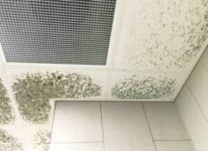 Ready to Kick Mold to the Curb? Get Mold Removal Service in Vista CA Ready to Kick Mold to the Curb? Get Mold Removal Service in Vista CA