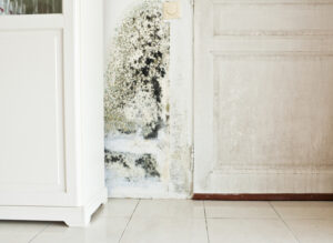 How Long Does Mold Damage Repair Take in Carlsbad CA? How Long Does Mold Damage Repair Take in Carlsbad CA?