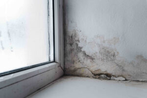 Is it Safe to Let Mold Grow Inside my Southern California House?
