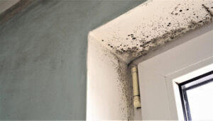 All Molds, Not Just Black Mold, Can Be Deadly. Get Mold Restoration in Del Mar CA