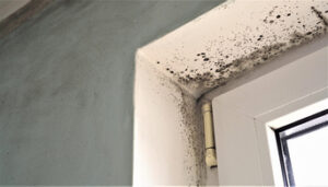 All Molds, Not Just Black Mold, Can Be Deadly. Get Mold Restoration in Del Mar CA All Molds, Not Just Black Mold, Can Be Deadly. Get Mold Restoration in Del Mar CA