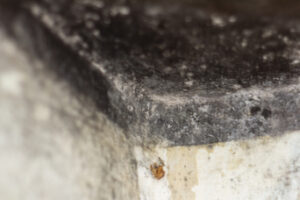 Did You Know That 70% Of Homes Have Mold in Cardiff CA?