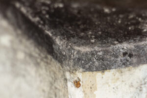 Did You Know That 70% Of Homes Have Mold in Cardiff CA? Did You Know That 70% Of Homes Have Mold in Cardiff CA?