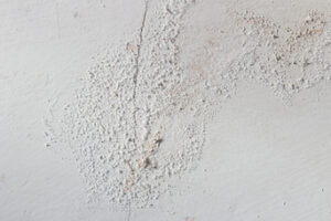 The 3 Most Common Types of Mold in Fallbrook CA Homes