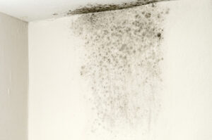 Signs It's Time for a Mold Inspection in Cardiff CA