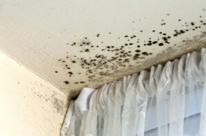 Is it Regular Mold or Black Mold? Get an Inspection in San Marcos CA Now