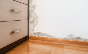 1st Choice Plumbing Can Assist You with Mold Repairs in Vista CA 1st Choice Plumbing Can Assist You with Mold Repairs in Vista CA