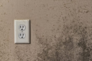 Don't Be Embarrassed by Mold Damage in San Marcos CA Don't Be Embarrassed by Mold Damage in San Marcos CA