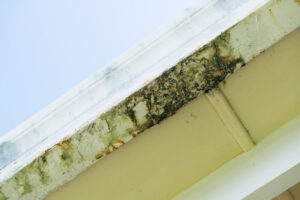 Got Mold? Get Mold Restoration in Carlsbad CA Got Mold? Get Mold Restoration in Carlsbad CA