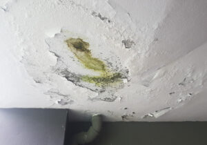 Take Mold Seriously! Hire a Mold Expert in Del Mar CA Today Take Mold Seriously! Hire a Mold Expert in Del Mar CA Today