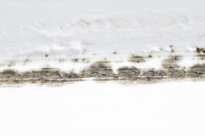 Water Damage in Chino CA? Bite it in the Butt Now! Water Damage in Chino CA? Bite it in the Butt Now!