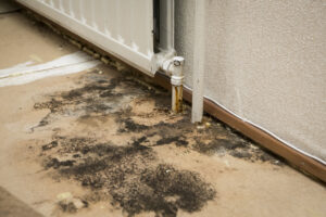 Mold in Escondido CA? Here Are Some Secrets to Getting Rid of It