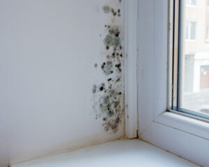 How to Get Rid of Mold on Walls in San Marcos CA