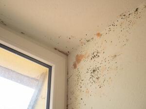 We'll Take Care of the Mold Damage in Your Carlsbad CA House