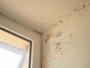 We'll Take Care of the Mold Damage in Your Carlsbad CA House We'll Take Care of the Mold Damage in Your Carlsbad CA House