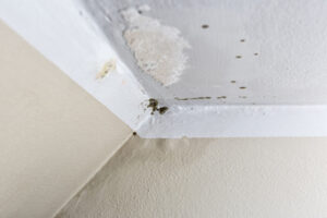 Water Damage Repair in Cardiff CA Doesn't Have to Be Expensive Water Damage Repair in Cardiff CA Doesn't Have to Be Expensive