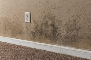 Choose Us to Tackle Your Mold Damage in Carlsbad CA