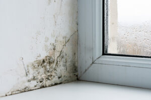 Should I Call a Professional for Mold Restoration? Should I Call a Professional for Mold Restoration?