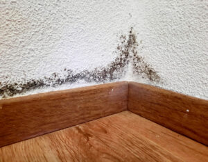 Black Mold Removal Services in Del Mar CA Black Mold Removal Services in Del Mar CA