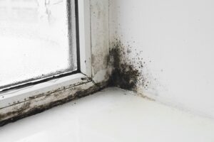 Everything You Need To Know About Black Mold Everything You Need To Know About Black Mold