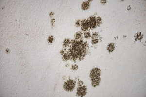 How to Reduce the Risk of Mold Damage to Your Oceanside, CA Home How to Reduce the Risk of Mold Damage to Your Oceanside, CA Home