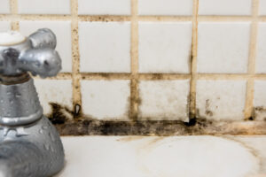 Preventing Home Mold Damage in Fallbrook, CA Preventing Home Mold Damage in Fallbrook, CA